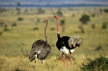 Ostrich, struthio camelus, Pair in Savannah, Kenya