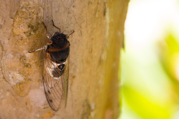 A cicada chilling out on a tree