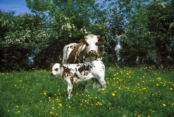 Normandy Cow, Mother with Calf, Calvados in Normandy