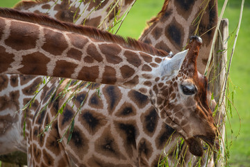 Giraffe, Giraffa camelopardalis, facial detail portrait.
