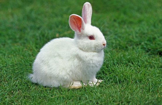 Albino Dwarft Rabbit standing on Grass