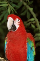 Red-and-Green Macaw, ara chloroptera, Adult