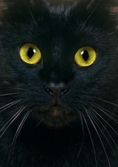 Black Domestic Cat, Close Up of Portrait