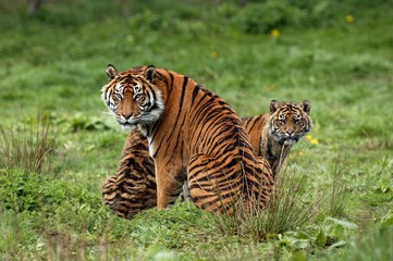 Sumatran Tiger, panthera tigris sumatrae, Mother with Cub