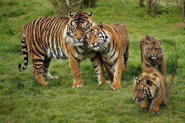 Sumatran Tiger, panthera tigris sumatrae, Mother with Cub