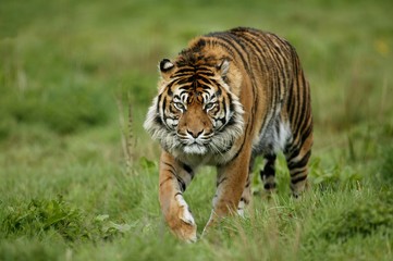 Fototapeta na wymiar Sumatran Tiger, panthera tigris sumatrae, Adult