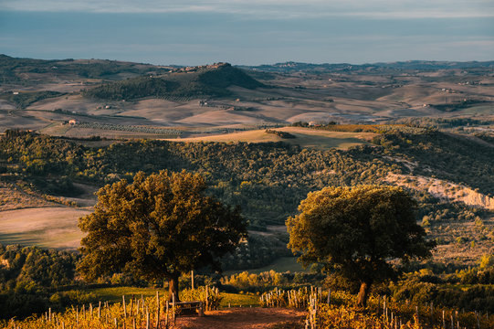 Tuscan Vineyard In Autumn in the sun rising light