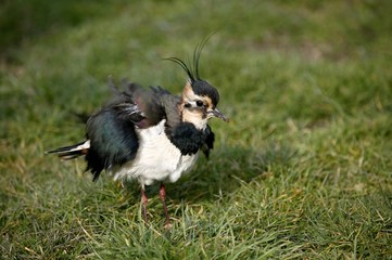 Northern Lapwing, vanellus vanellus, Adult standing on Grass, Shaking itself, Normandy