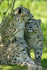Fototapeta na wymiar Snow Leopard or Ounce, uncia uncia, Mother with old Cub