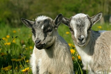 Fototapeta premium Pygmy Goat or Dwarf Goat, capra hircus, 3 Months Old Baby Goat