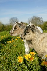 Pygmy Goat or Dwarf Goat, capra hircus, 3 Months Old Baby Goat