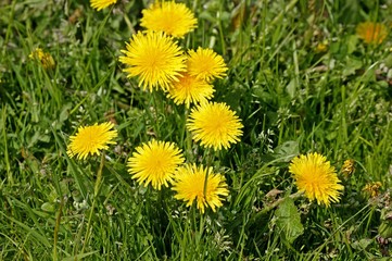 Dandelion, taraxacum officinale, Normandy