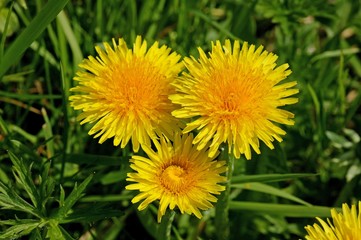 Dandelion, taraxacum officinale, Normandy