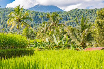 Fototapeta premium Munduk is a small village located in the mountains of Bali. The village itself is not very interesting, but the beautiful surroundings make it a very nice destination.