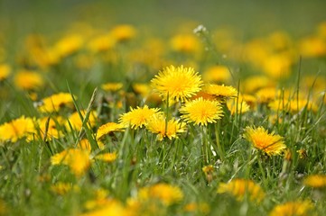 Dandelion, taraxacum officinale, Normandy © slowmotiongli