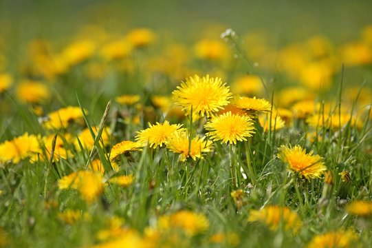 Fototapeta Dandelion, taraxacum officinale, Normandy