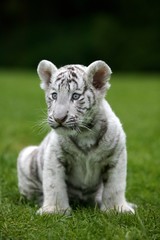 White Tiger, panthera tigris, Cub sitting on Grass