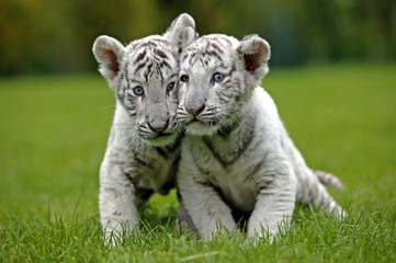 White Tiger, panthera tigris, Cub
