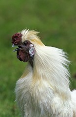 Negre Soie Cockerel singing, French Breed