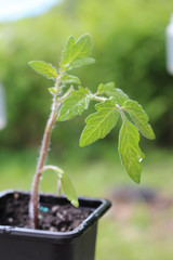 young tomato plant growing in a pot