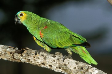Blue-Fronted Amazon Parrot or Turquoise-Fronted Amazon Parrot, amazona aestiva, Adult standing on Branch, Pantanal in Brazil
