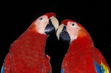 Scarlet Macaw, ara macao, Pair