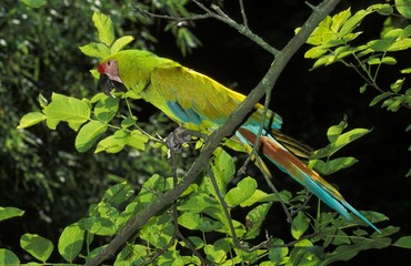 Great Green Macaw or Buffon's Macaw, ara ambigua, Adult standing on Branch © slowmotiongli