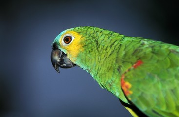 Blue-Fronted Amazon Parrot or Turquoise-Fronted Amazon Parrot, amazona aestiva, Adult, Pantanal in Brazil