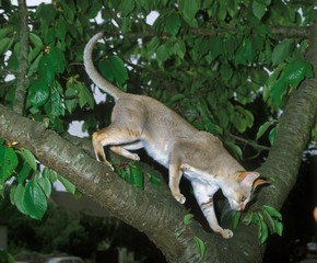 Naklejka na ściany i meble Singapura Domestic Cat standing in a Tree
