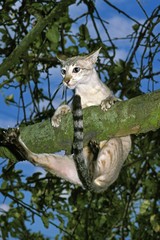 Siamese Domestic Cat standing in Tree, Hanging from Branch