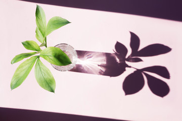 Pattern from a glass with water and a natural leaf with a shadow. Pink background, hard light.