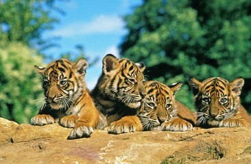Sumatran Tiger, panthera tigris sumatrae, Cub standing on Rock