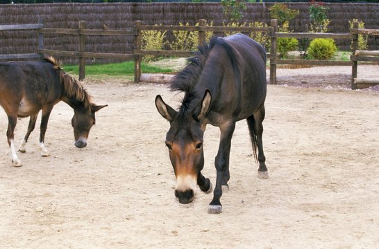 Hinny, Crossbreed of Horse and Jenny