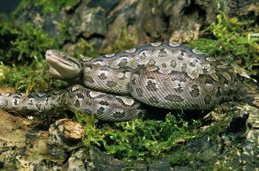 Argentine Rainbow Boa, epicrates cenchria alvarezi