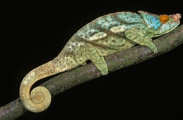 Fototapeta premium Parson's Chameleon, chamaeleo parsonii, Adult laying on Branch