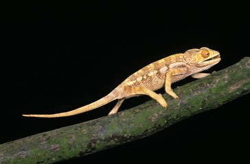 Oustalet's Chameleon, chamaeleo oustaleti, Adult walking on Branch
