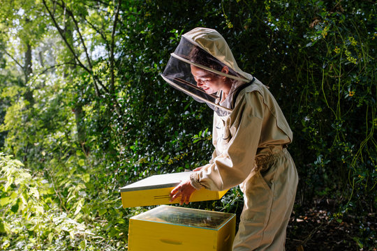 Female beekeeper opening up her hive with bees.