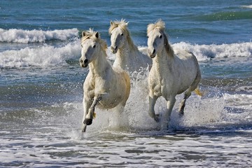 Camargue Horse Galloping on Beach, Saintes Maries de la Mer, Camargue in the South of France © slowmotiongli