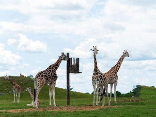 Obraz premium Wild Animal Giraffe Family in Hamilton Lion Safari, Ontario, Canada