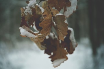 liście pokryte śniegiem, zima