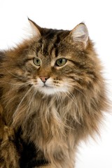 Angora Domestic Cat, Male against White Background