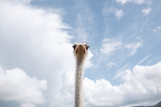 Quirky ostrich portrait.