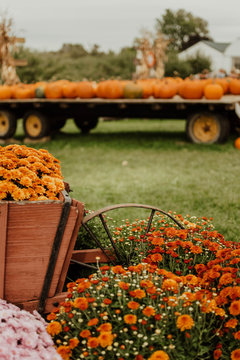 Mums and Pumpkins at a farm stand