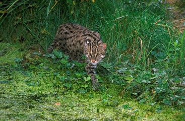 Fishing Cat, prionailurus viverrinus, Adult standing standing near Swamp