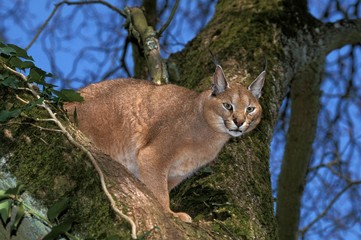 Caracal, caracal caracal, Adult standing in Tree
