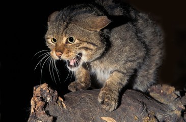 European Wildcat, felis silvestris, Adult snarling