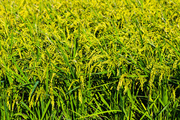 Large area rice crop field as a background