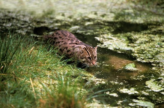 Fishing Cat, prionailurus viverrinus, Adult standing in Water