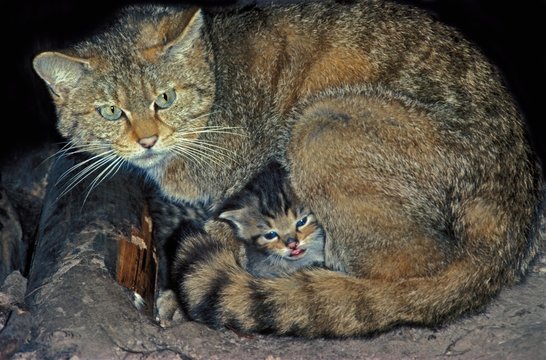 European Wildcat, felis silvestris, Mother with Kitten