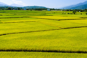 Ripe crop field with mountains background, Taiwan eastern.